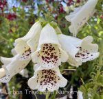 Digitalis purpurea 'Dalmatian Cream'