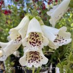 Digitalis purpurea 'Dalmatian Cream'