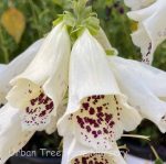 Digitalis purpurea 'Dalmatian Cream' - Image 2