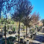 Dodonaea viscosa 'Purpurea' STD