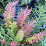 Doodia aspera 'Rough Ruby'