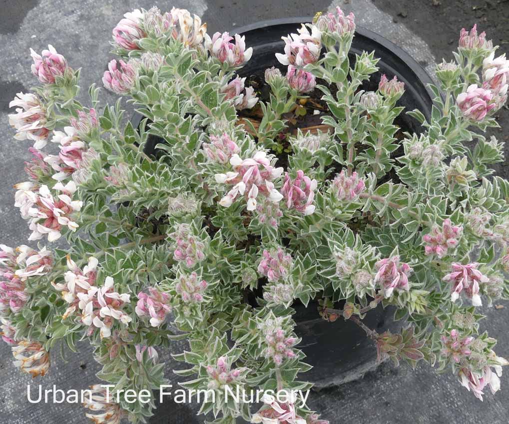 ムラカミユウコ Dorycnium hirsutum | Urban Tree Farm Nursery