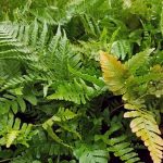 Dryopteris erythrosora 'Brilliance'
