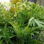 Dryopteris erythrosora