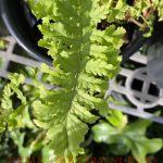 Dryopteris filix-mas 'Crispa Cristata'