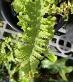 Dryopteris filix-mas 'Crispa Cristata'