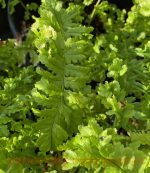 Dryopteris filix-mas 'Crispa Cristata' - Image 2