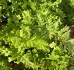 Dryopteris filix-mas 'Crispa Cristata' - Image 3