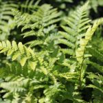 Dryopteris filix-mas undulata 'Robusta'