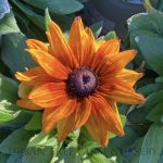 Echibeckia 'Summerina Orange'