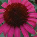 Echinacea purpurea 'After Midnight'