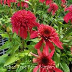 Echinacea purpurea 'Double Scoop Cranberry'