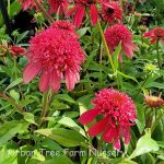 Echinacea purpurea 'Double Scoop Cranberry' - Image 2