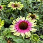 Echinacea purpurea 'Green Twister'