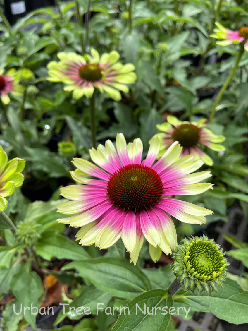 Echinacea-purpurea-Green-Twister-a Echinacea purpurea 'Green Twister' - Image 1