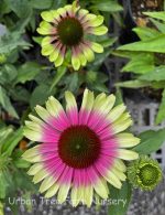Echinacea purpurea 'Green Twister' - Image 2