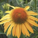 Echinacea purpurea 'Harvest Moon'