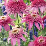 Echinacea purpurea 'Pink Double Delight'