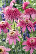 Echinacea purpurea 'Pink Double Delight'