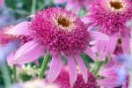 Echinacea purpurea 'Pink Double Delight' - Image 2