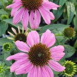 Echinacea purpurea 'Pow Wow Wild Berry'