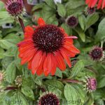 Echinacea purpurea 'Sombrero Sangrita'