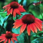Echinacea purpurea 'Sundown'