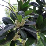 Elaeocarpus decipiens STD