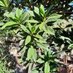 Elaeocarpus decipiens TRELLIS