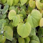 Epimedium grandiflorum 'Lilafee'