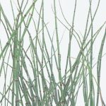 Equisetum hyemale