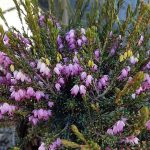 Erica carnea 'Springwood Pink'