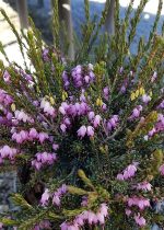 Erica carnea 'Springwood Pink'