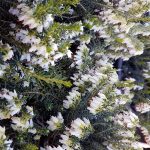 Erica carnea 'Springwood White'