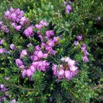 Erica darleyensis 'Furzey'