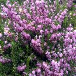 Erica darleyensis 'Ghost Hills'