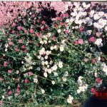 Erigeron karvinskianus