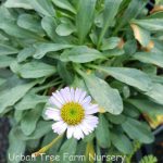 Erigeron x 'Wayne Roderick'