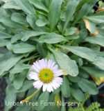 Erigeron x 'Wayne Roderick'