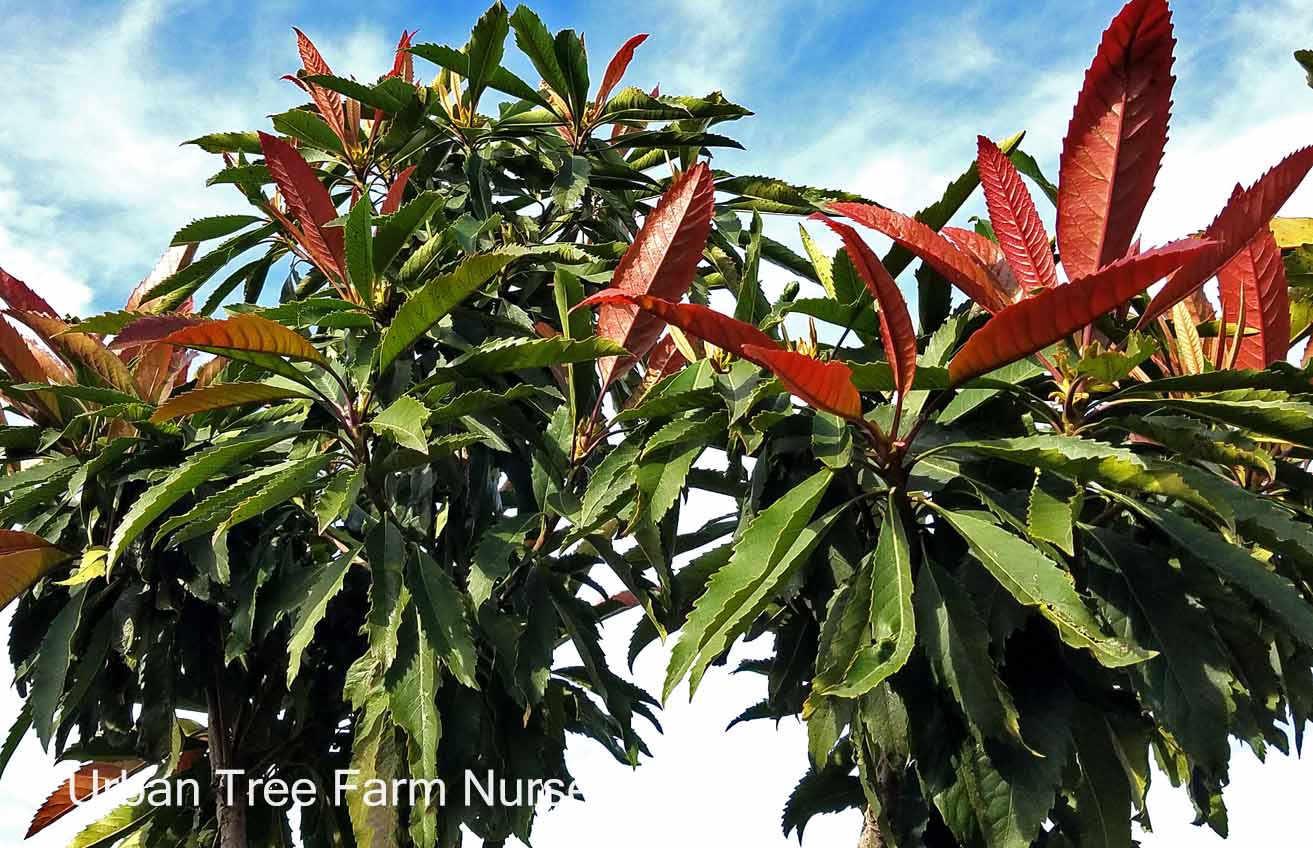 Eriobotrya-deflexa-a Eriobotrya deflexa - Image 1