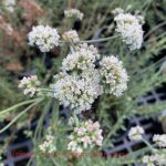Eriogonum fasciculatum foliolosum