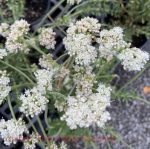 Eriogonum fasciculatum foliolosum - Image 2