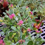 Eriogonum grande rubescens