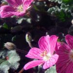Erodium reichardii 'Bishop's Form'