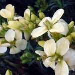 Erysimum menziesii concinnum