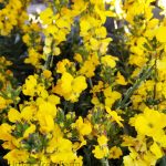 Erysimum x 'Cheers Lemon Yellow'