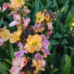 Erysimum x 'Cheers Sun-kissed Amethyst'