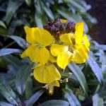 Erysimum x 'Fragrant Sunshine'