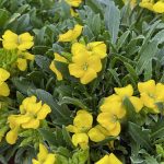 Erysimum x 'Glow Golden'