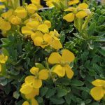 Erysimum x 'Glow Orange'